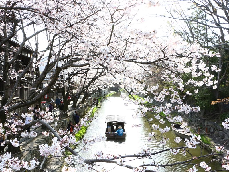 近江八幡の桜